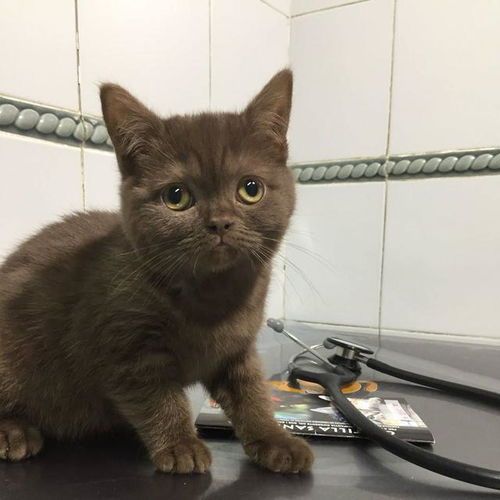 小猫咪照片值多少钱,可以买一个宠物吗?