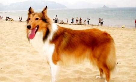 陨石边牧一般什么价格