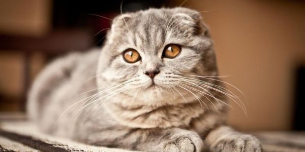 苏格兰折耳猫：天使般的可爱与安静性格