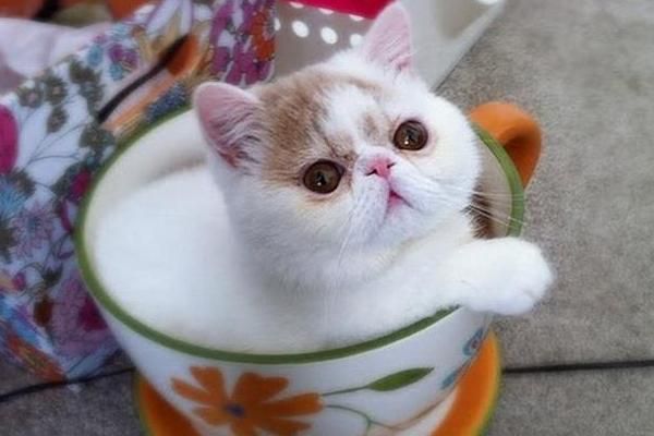 茶杯猫好养吗