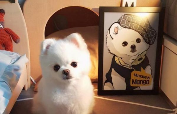 新生博美犬的饲养指南（掌握这些知识，让你的博美宠物更健康、快乐）
