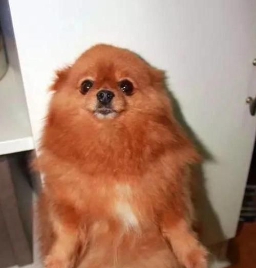 新生博美犬的饲养指南（掌握这些知识，让你的博美宠物更健康、快乐）
