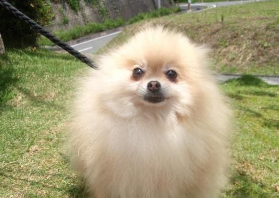 新生博美犬的饲养指南（掌握这些知识，让你的博美宠物更健康、快乐）