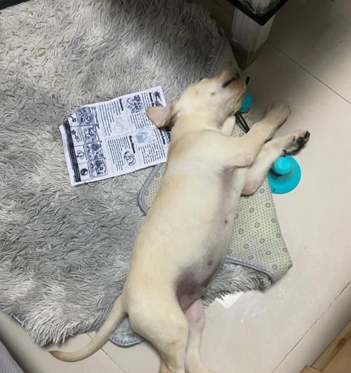 拉布拉多幼犬三个月饲养指南（帮助新手打造健康快乐的宠物生活）
