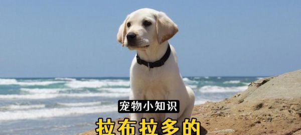 拉布拉多幼犬三个月饲养指南（帮助新手打造健康快乐的宠物生活）