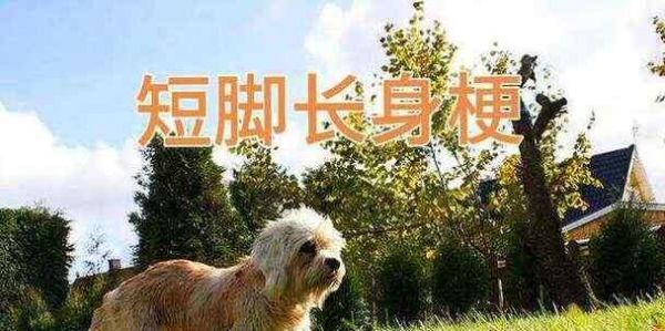 威尔士跳猎犬的饲养指南（让你的威尔士跳猎犬健康成长）