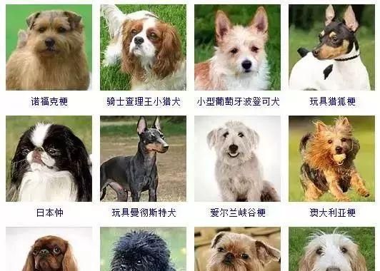 威尔士跳猎犬的饲养指南（让你的威尔士跳猎犬健康成长）