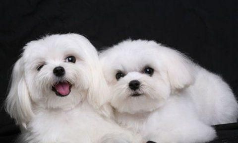 玛尔济斯犬的饲养指南（如何养护一只健康快乐的玛尔济斯犬？）