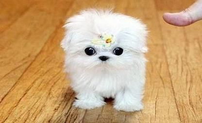 玛尔济斯犬的饲养指南（如何养护一只健康快乐的玛尔济斯犬？）