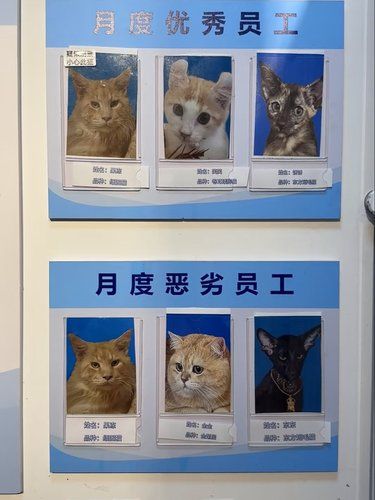 真的会被上海这家宠物店笑死…