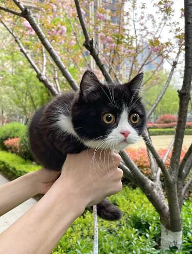 新到的小猫手办，微瑕不出