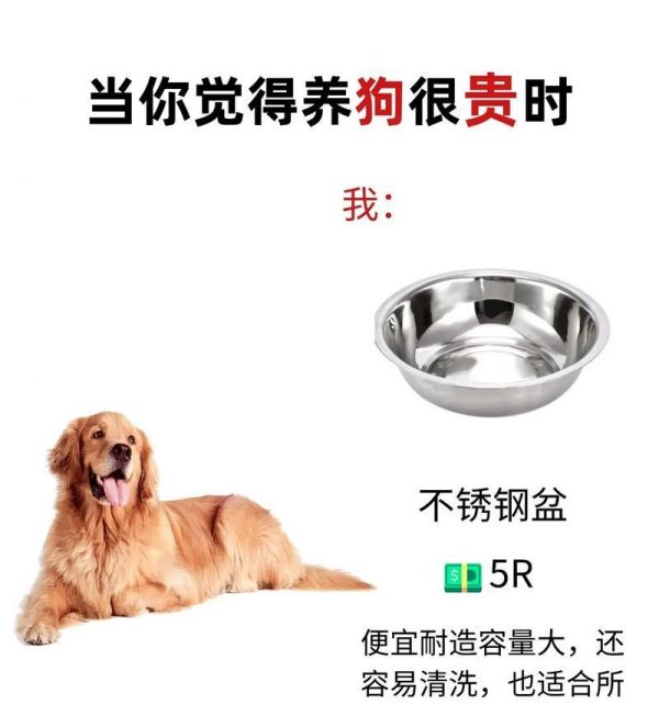 新手养狗（健康饮食搭配助你的宠物更健康）