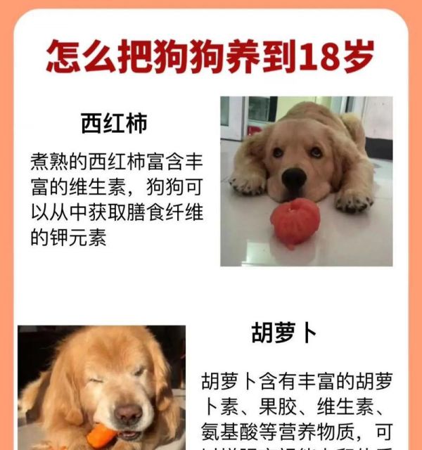 新手养狗（健康饮食搭配助你的宠物更健康）