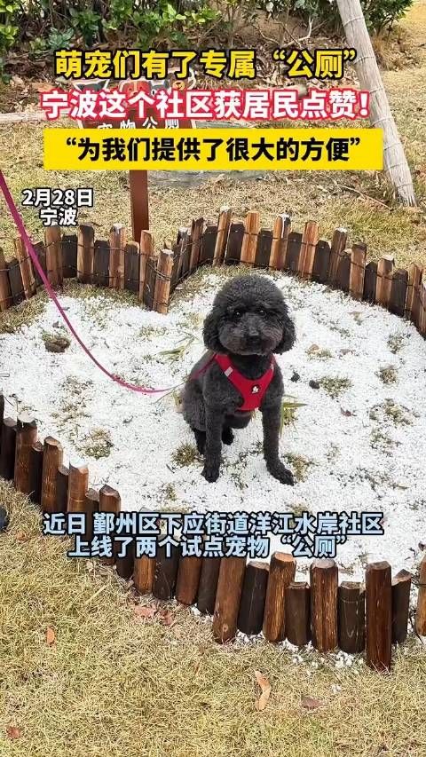 宁波鄞州，萌宠们有了专属“公厕”，宁波这个社区获居民点赞！