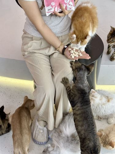 被500只喵星人包围是什么体验？！撸猫党直接