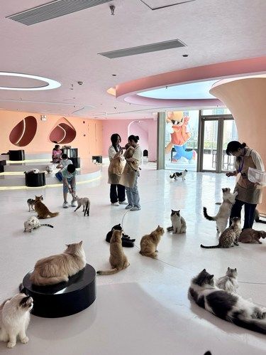 深圳坠大的海景猫咖！！快乐撸猫！！