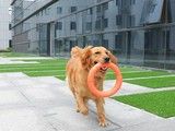 金华金东训狗不打骂 宠物狗狗行为训练-欢迎来电