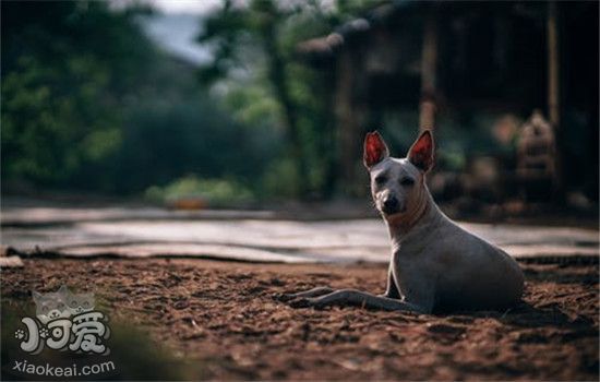 如何提高狗狗寿命 以下三点是必须做到的