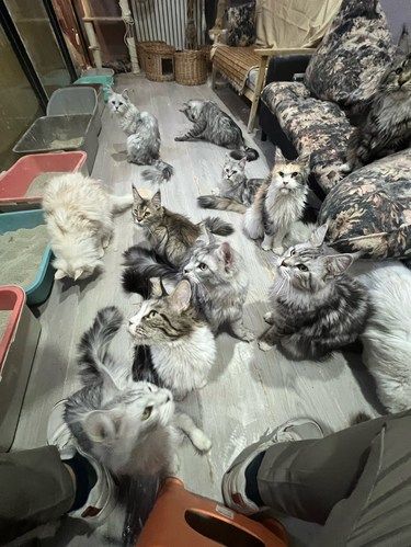欢迎来缅因猫的世界