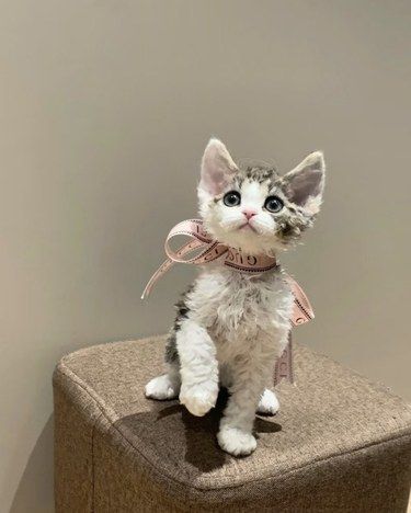 哎，该亖的猫瘾又犯了