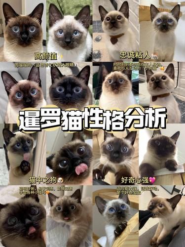 新手必看！女生超爱的逻辑猫魅力大揭秘✨