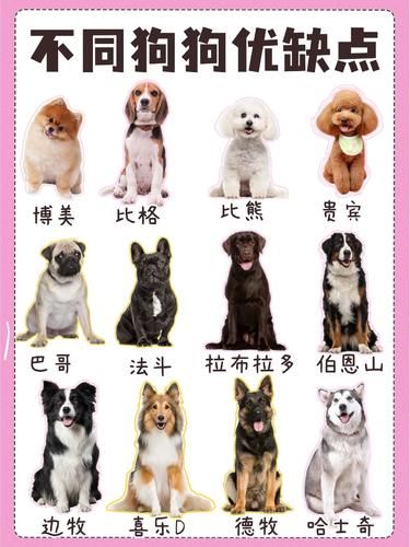 同狗狗优缺点大揭秘，有你家毛孩子吗？