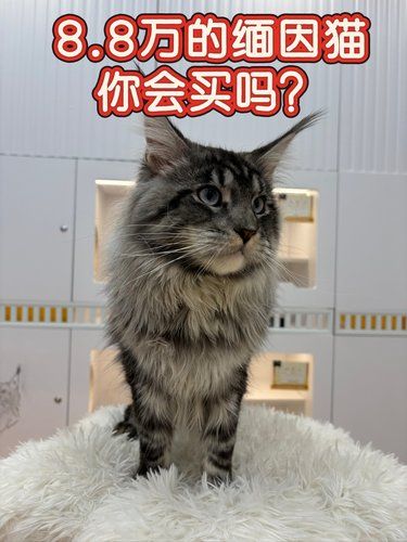 8.8万的缅因猫你会买吗？