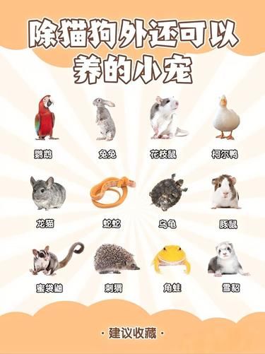 除猫狗外还可以养的小宠
