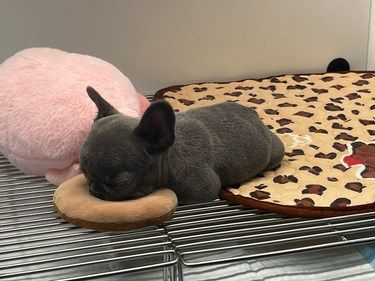 喜欢甜甜圈的小法牛
