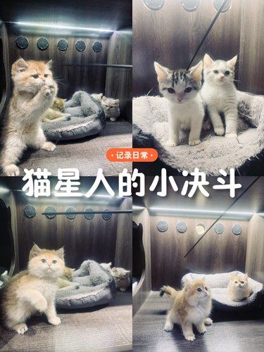 猫生生家的猫猫品种也太齐全了吧，好稀罕