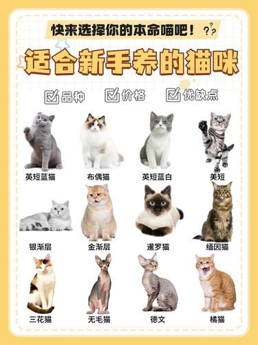 新手必看！12 种超好养的猫咪