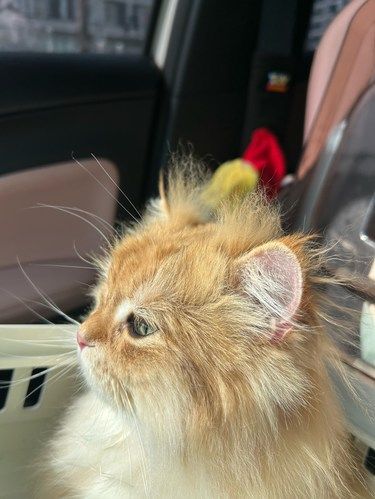 健康先行～猫咪护理