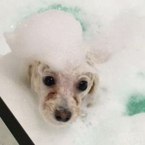 宠物椰油奶疗SPA一次