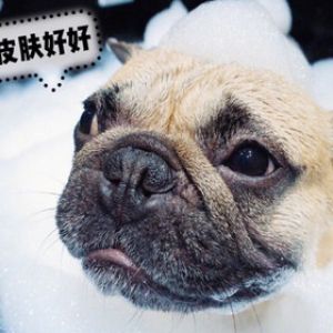 宠物SPA