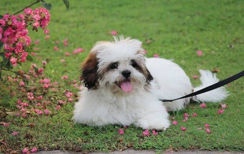 宠物犬饮食指南:易消化食物推荐