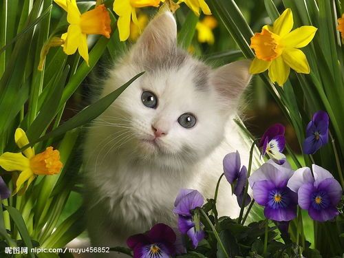 猫咪饮食食谱:高蛋白、低脂肪、易消化,如何搭配营养均衡?