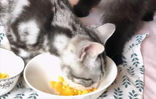 猫咪饮食食谱:高蛋白、低脂肪、易消化,如何搭配营养均衡?