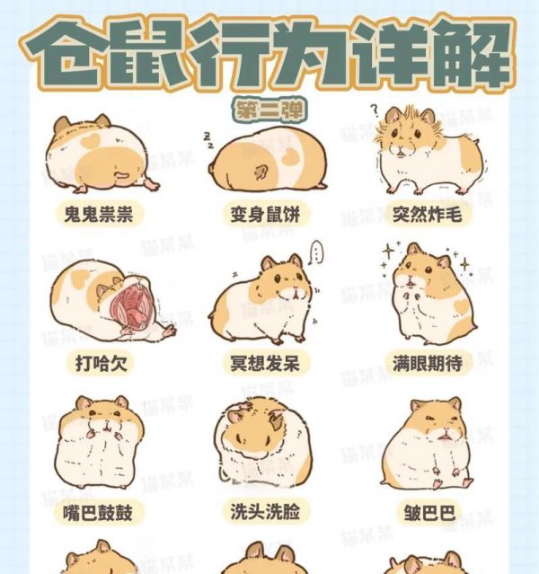 仓鼠可以吃猫粮吗？如何正确喂食仓鼠？