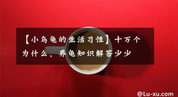 【小乌龟的生活习性】十万个为什么，养龟知识解答少少文章配图