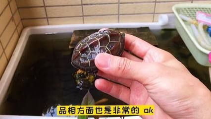 如何鉴别白化巴西龟的品种（白化巴西龟品种鉴别误区解析白化巴西龟品种鉴别误区）