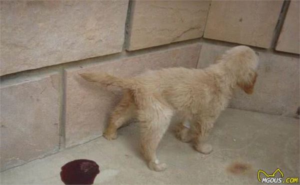 科普：7种犬只常见的病毒性传染病