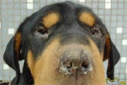 科普：7种犬只常见的病毒性传染病