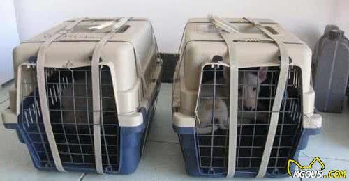 科普：7种犬只常见的病毒性传染病