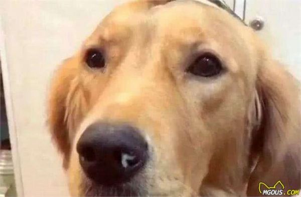 科普：7种犬只常见的病毒性传染病
