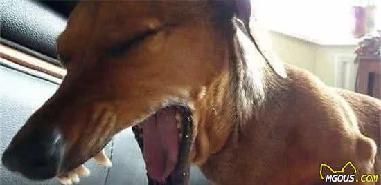 科普：7种犬只常见的病毒性传染病