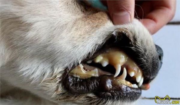 科普：7种犬只常见的病毒性传染病
