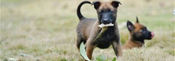 三个月的马犬能吃生鸡架吗