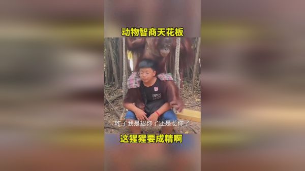 动物智商天花板，这猩猩要成绩啊！