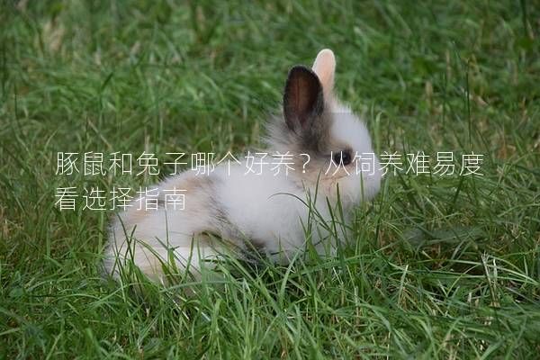 豚鼠和兔子哪个好养？从饲养难易度看选择指南