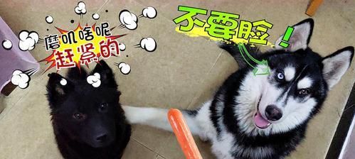 如何纠正哈士奇护食行为（宠物培训法则及实操方法，让宠物乖乖吃饭）